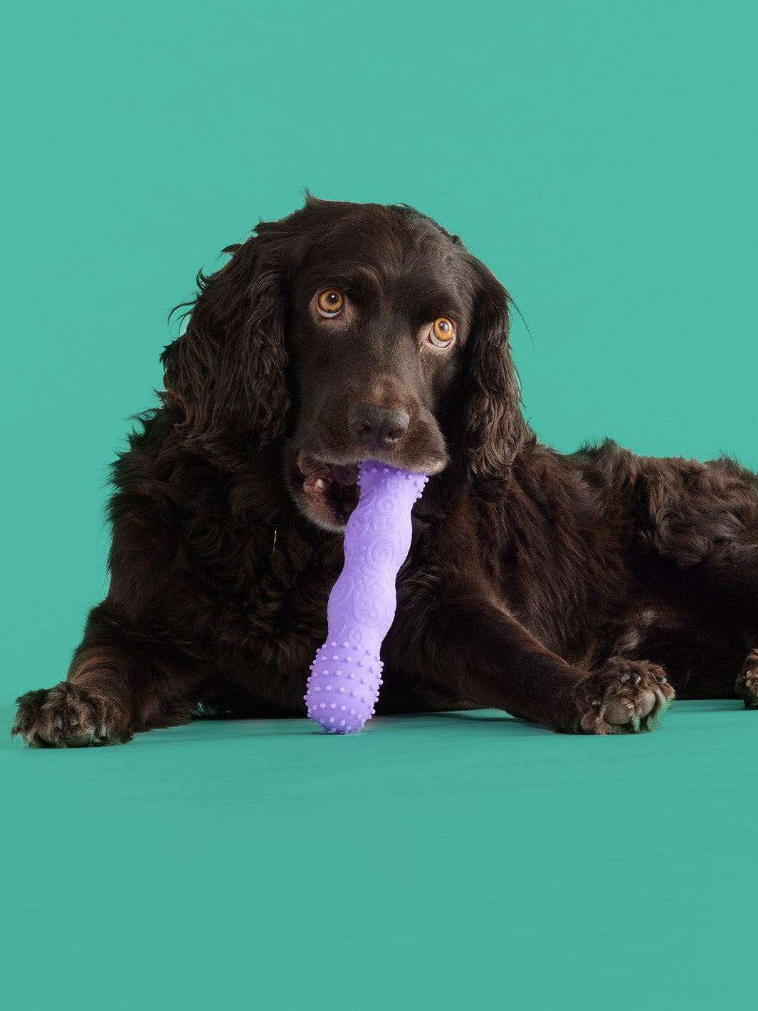 ToothBuddy Dog Chew Toy