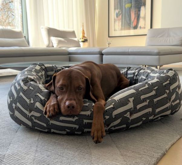 Donut Bed Dashing Dogs