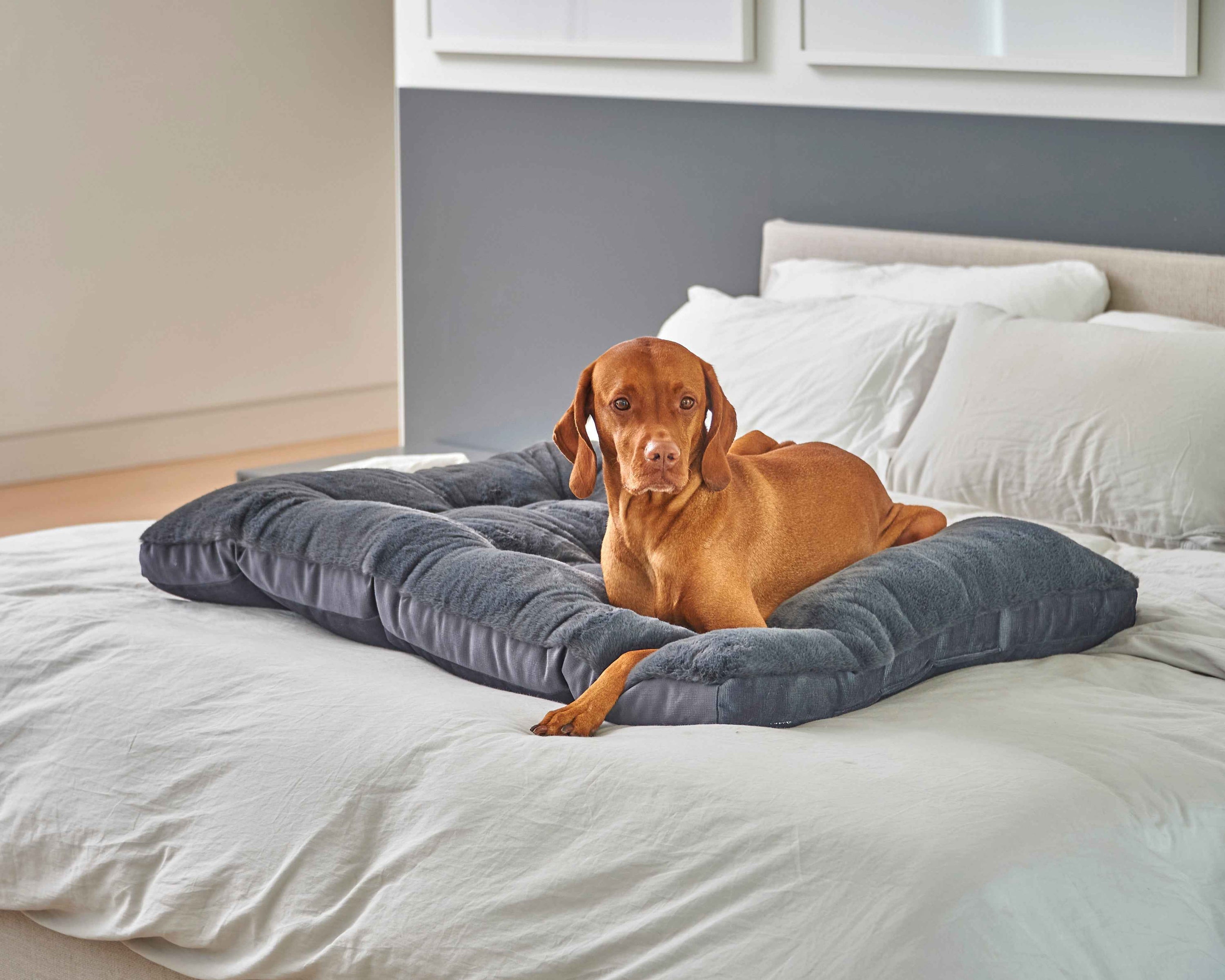 Bowsers Dream Futon Dog Bed – Cloud-Like Cushioning for Stretch-Out Sleep
