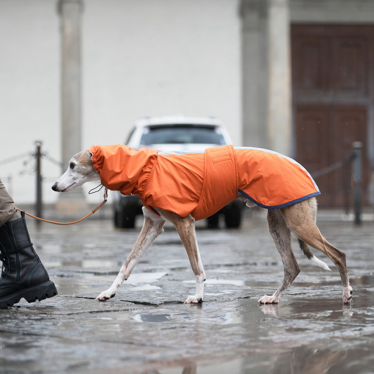Sketches Raincoat for Greyhounds