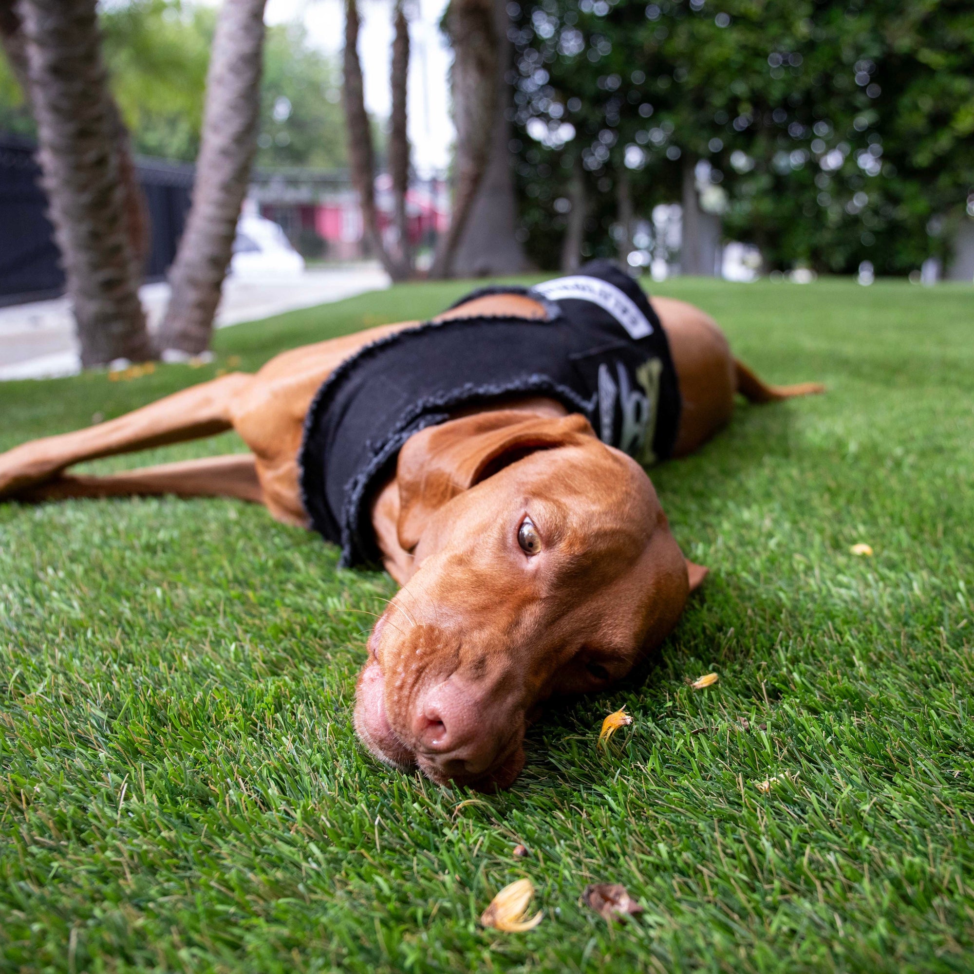 Heads or Tails Pup: Pups of Anarchy Denim Dog Harness