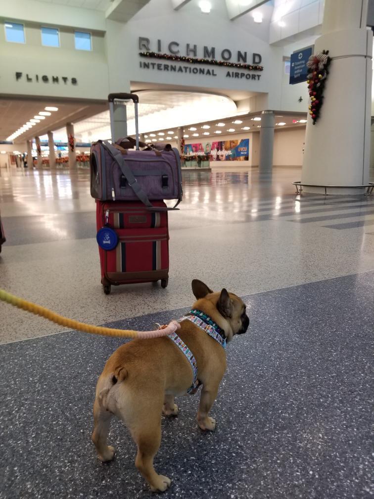 Mr. Peanuts Gold Series Standard Size Airline Compliant Expandable Pet Carrier