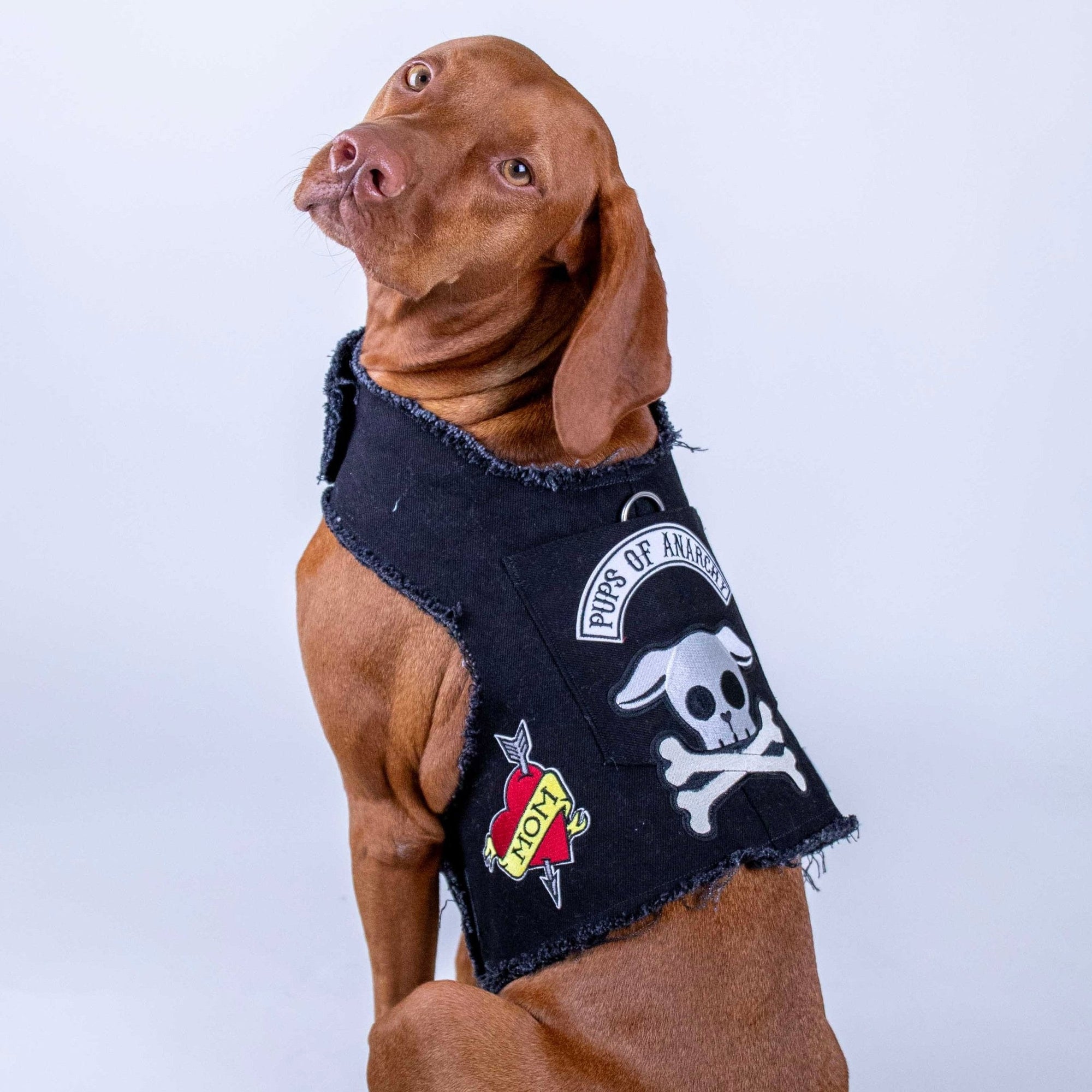 Heads or Tails Pup: Pups of Anarchy Denim Dog Harness