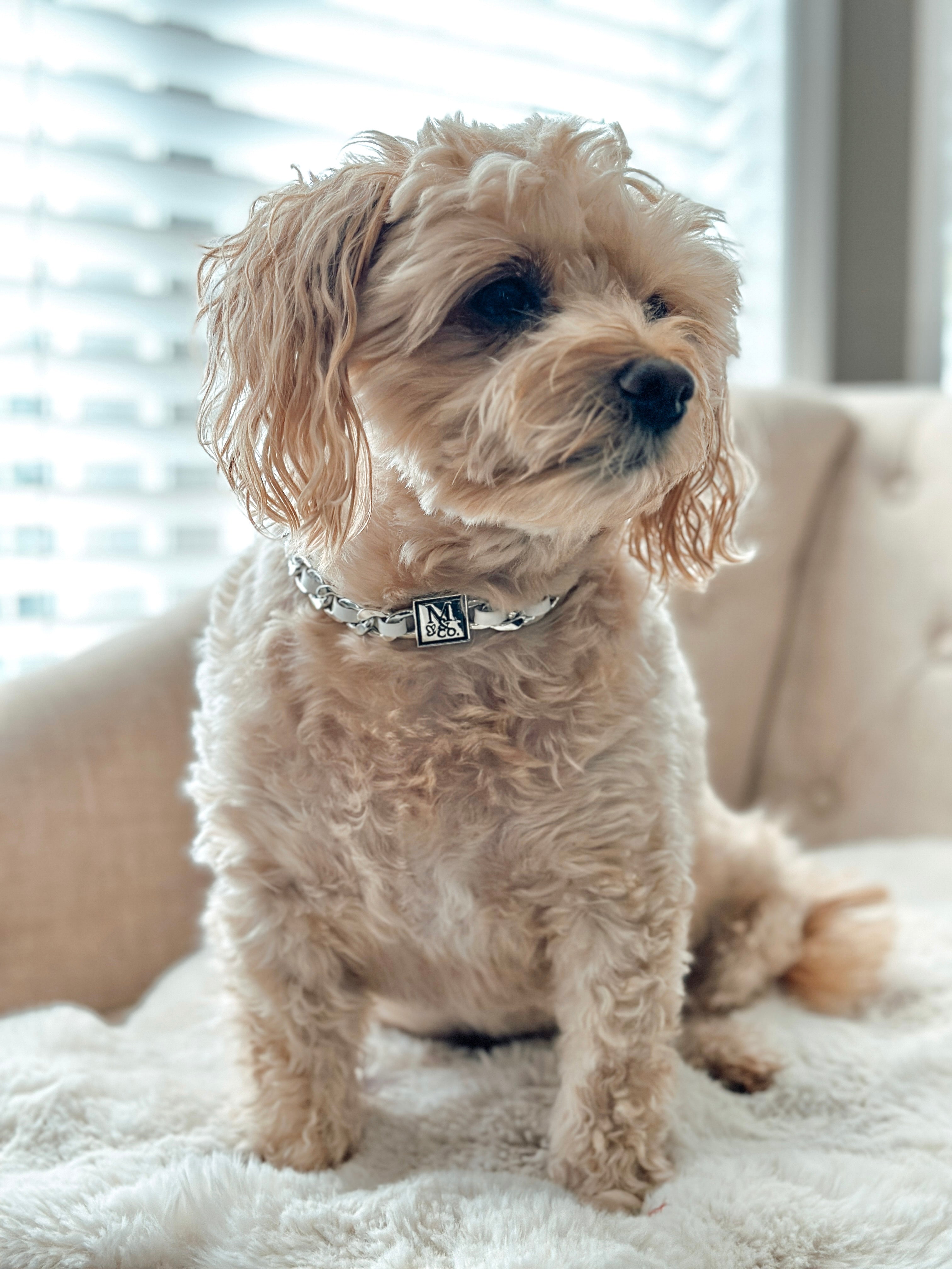 The Coco Blanc Choker Necklace