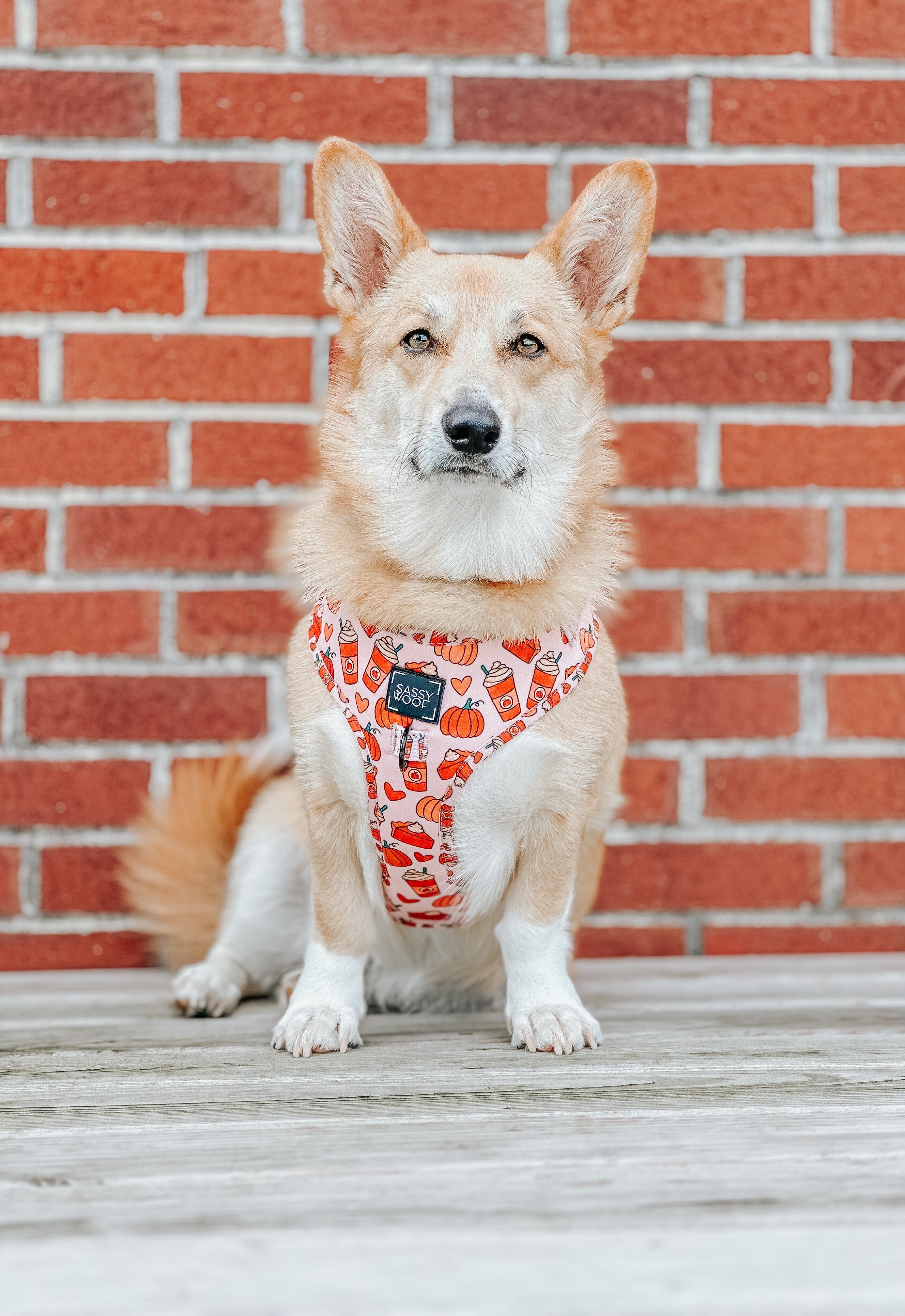 Dog Adjustable Harness - Pie There!