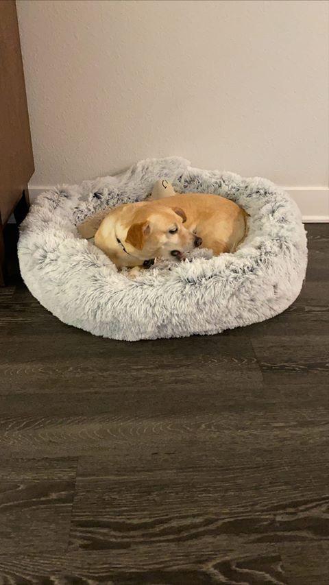 Mr. Peanuts 28" OrthoPlush® Pet Bed - Snowflake White Two Tone
