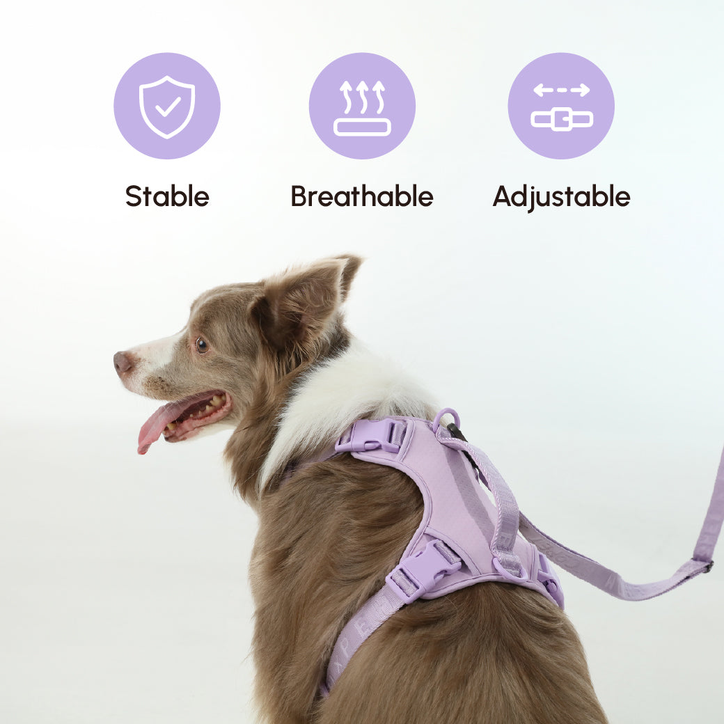 Padded Active Pet Leash-Mint Purple