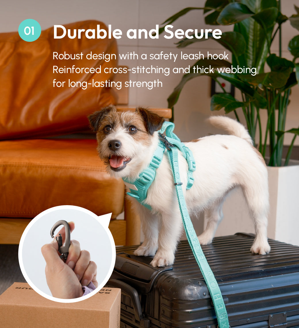 Padded Active Pet Leash-Mint Green