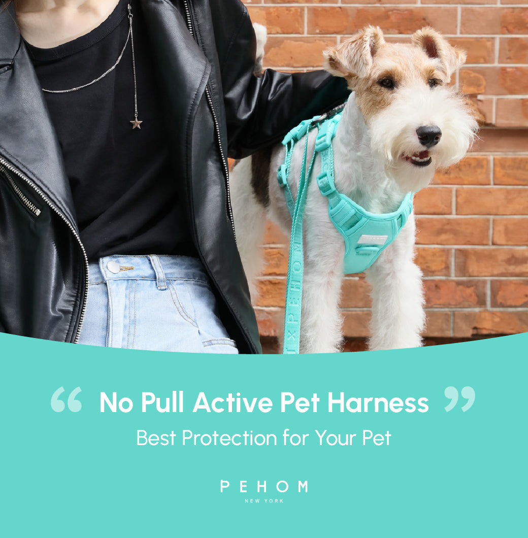 No Pull Active Pet Harness-Mint Green