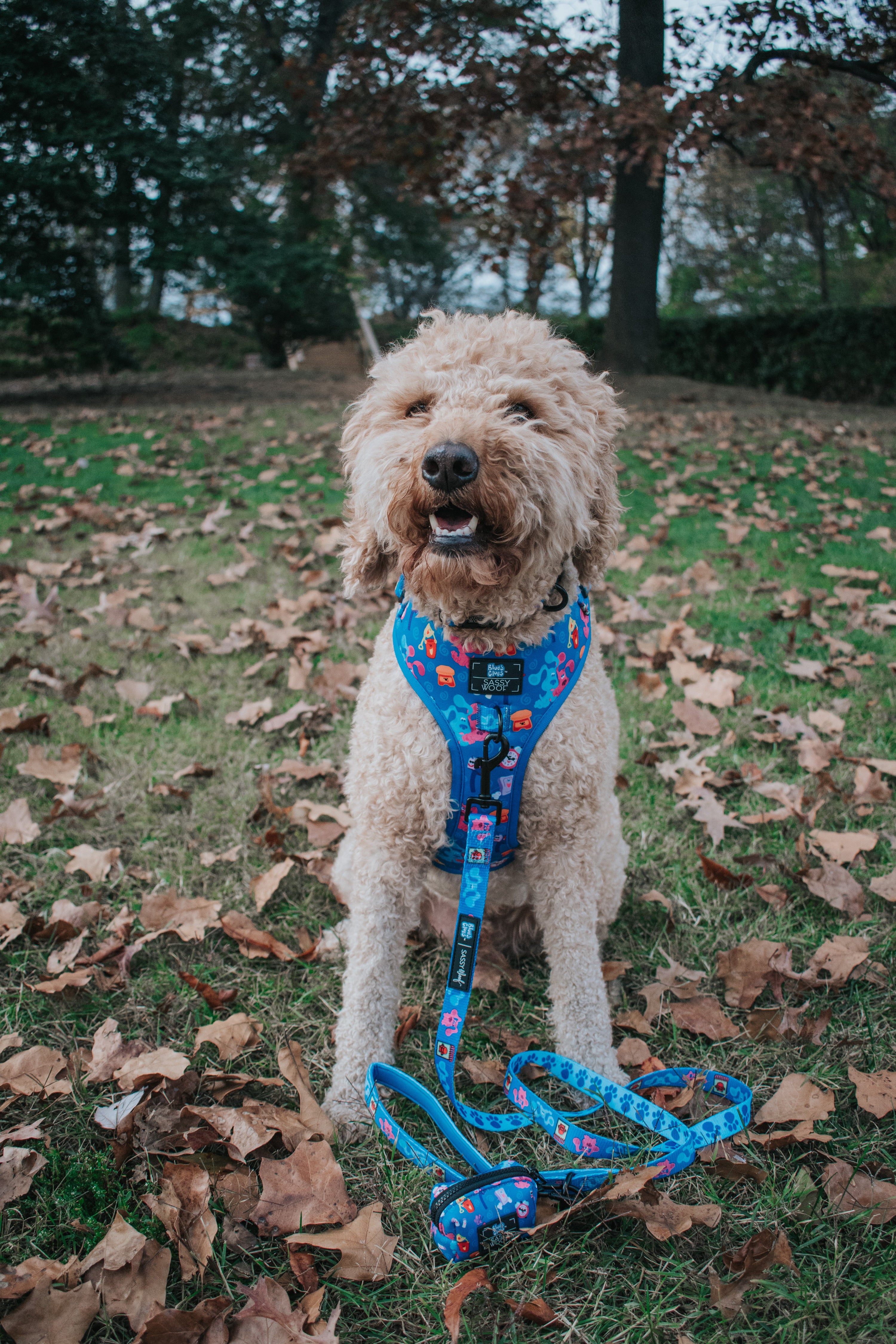 Dog Collar - Blues Clues™