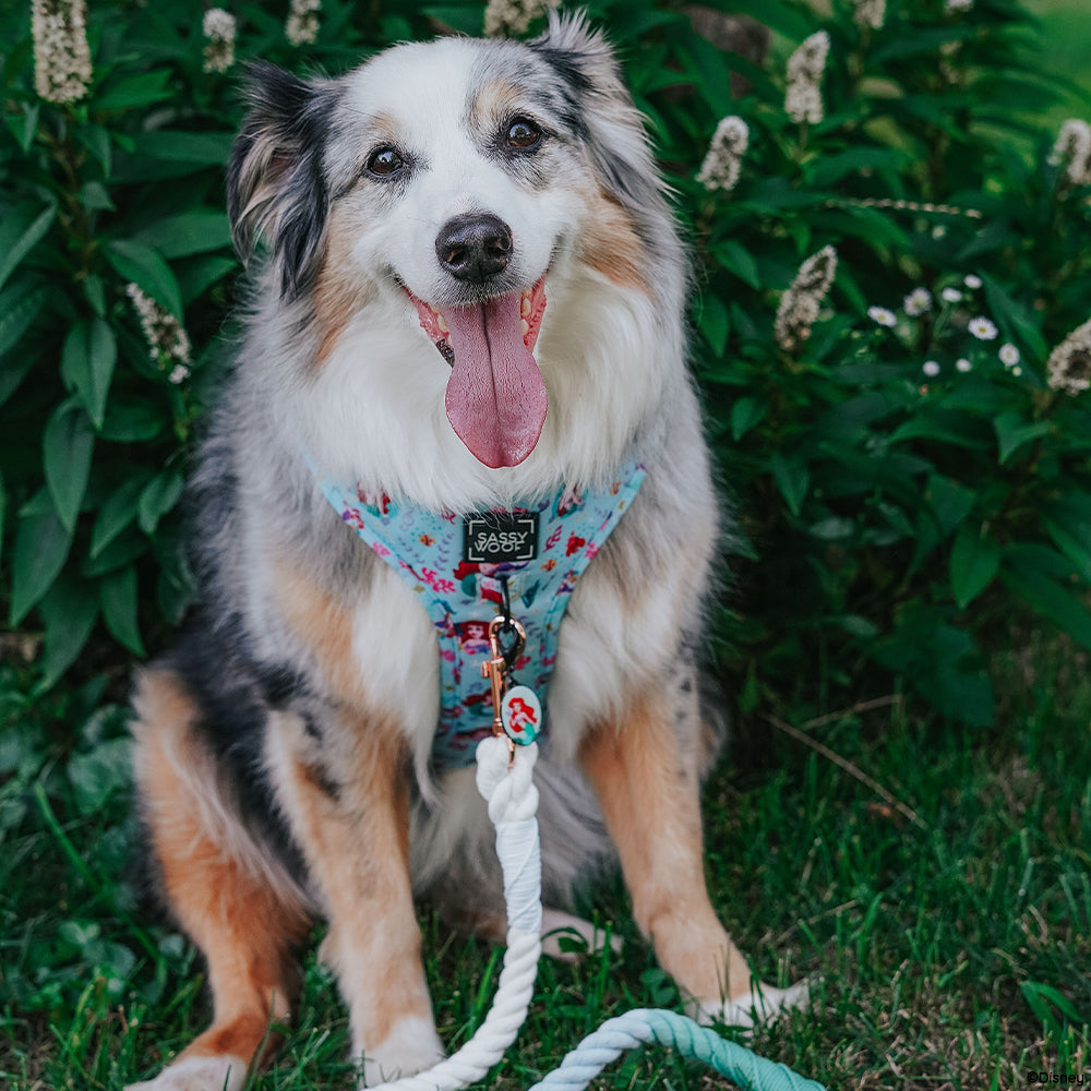 Dog Collar - Disneys Ariel