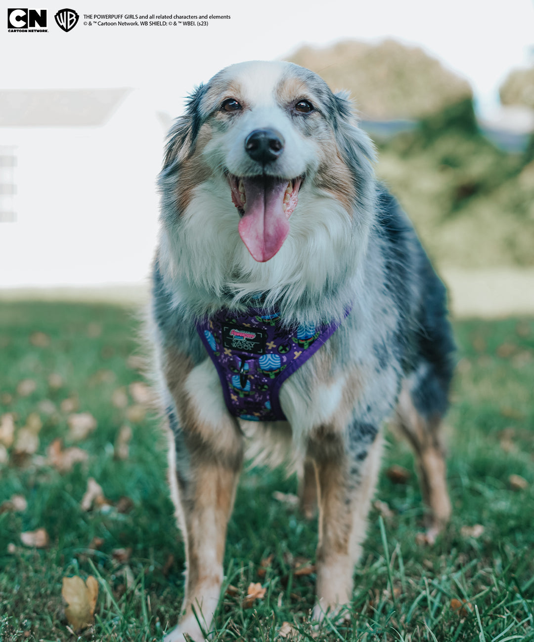 Dog Adjustable Harness - Mojo Jojo™