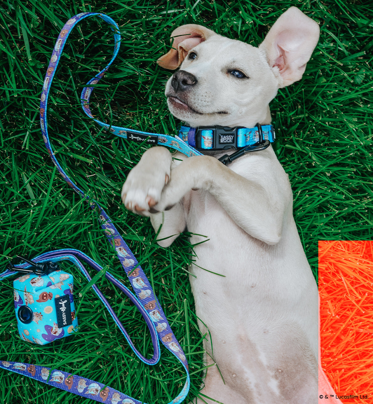 Dog Collar - STAR WARS™ The Mandalorian™