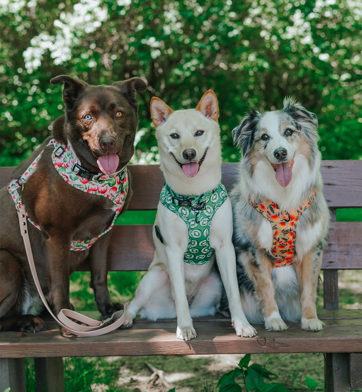 Dog Adjustable Harness - Kiwi Krazy