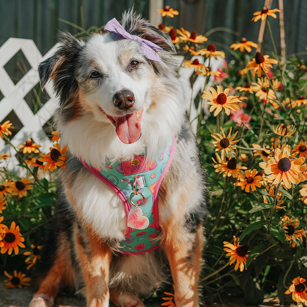 Dog Adjustable Harness - Polly Pocket™