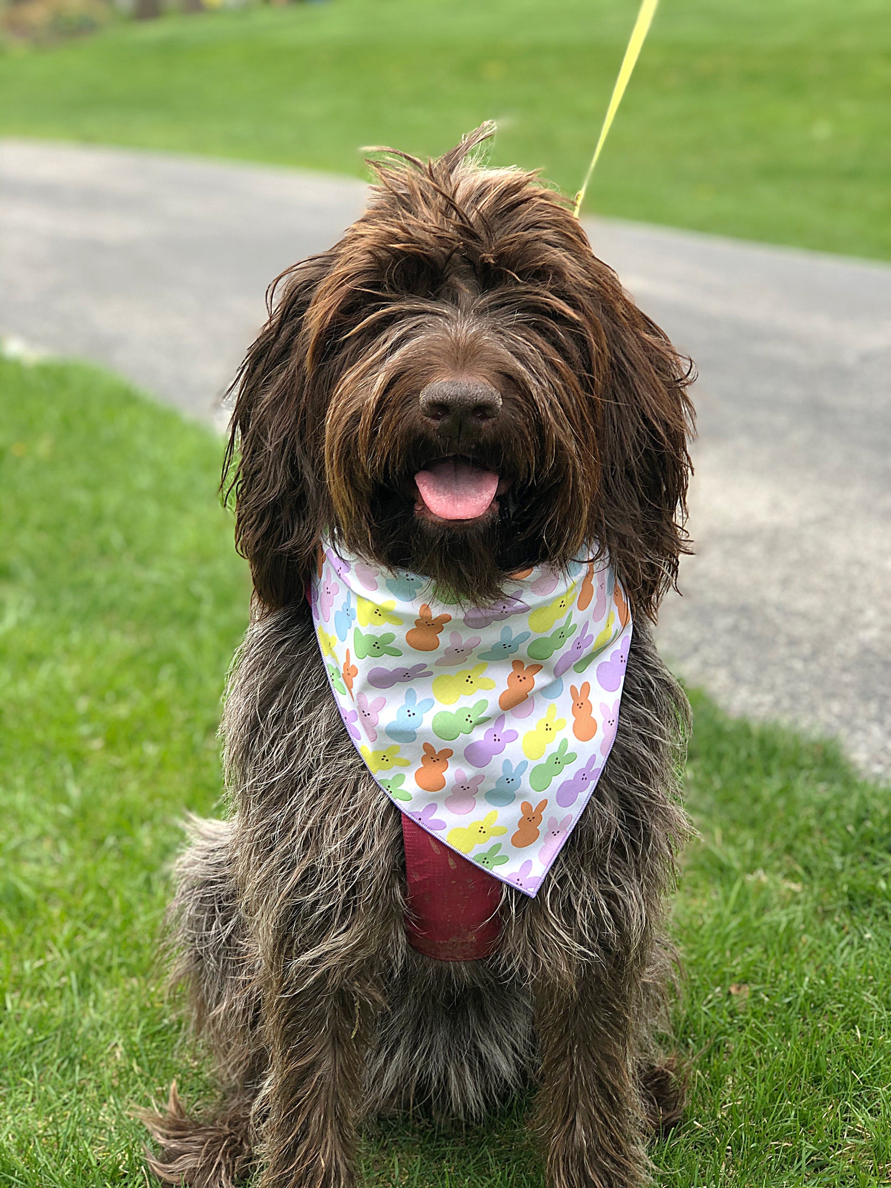 Easter Peeps Bunny Bandana