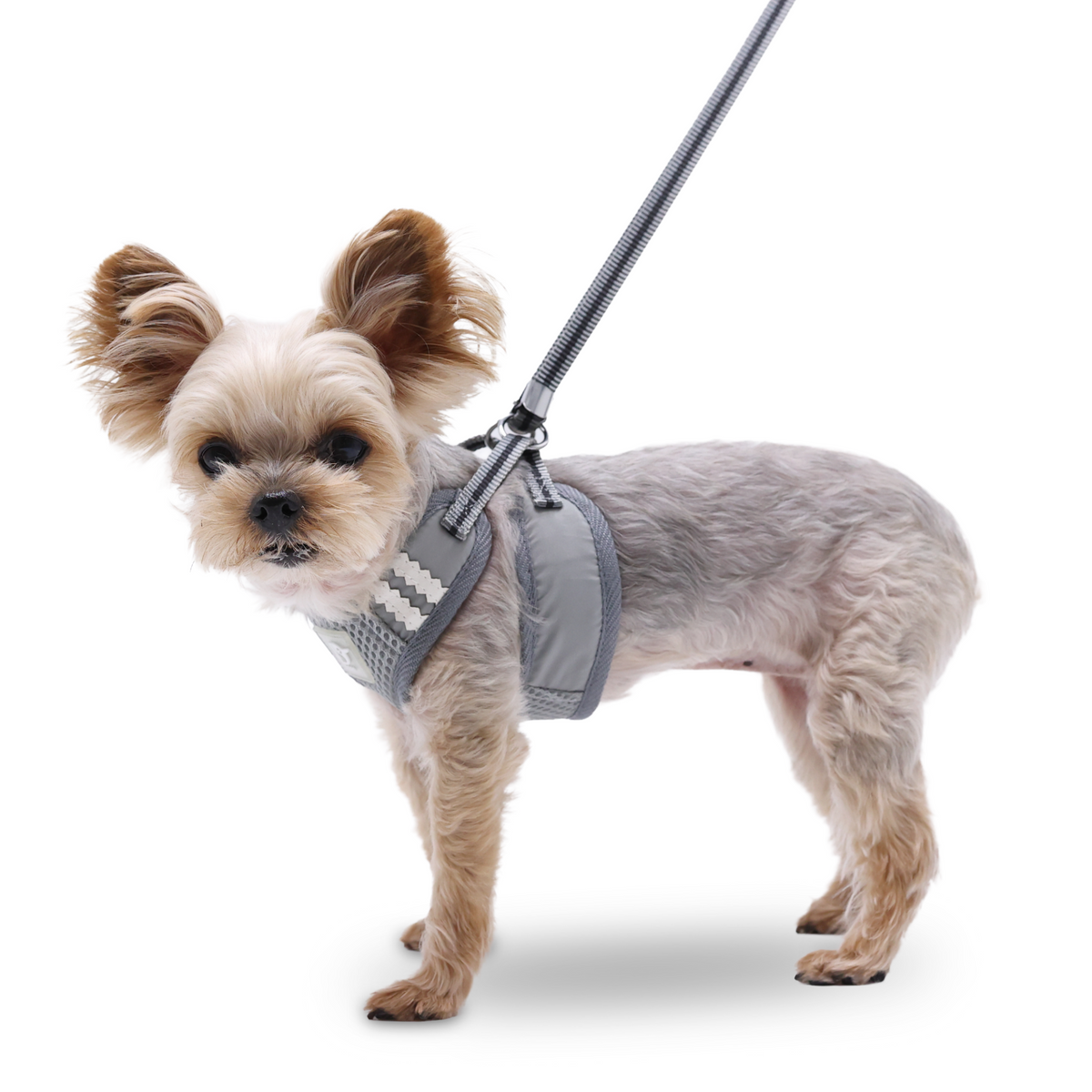 DOGO EasyGO Basic Dog Harness and Leash Set