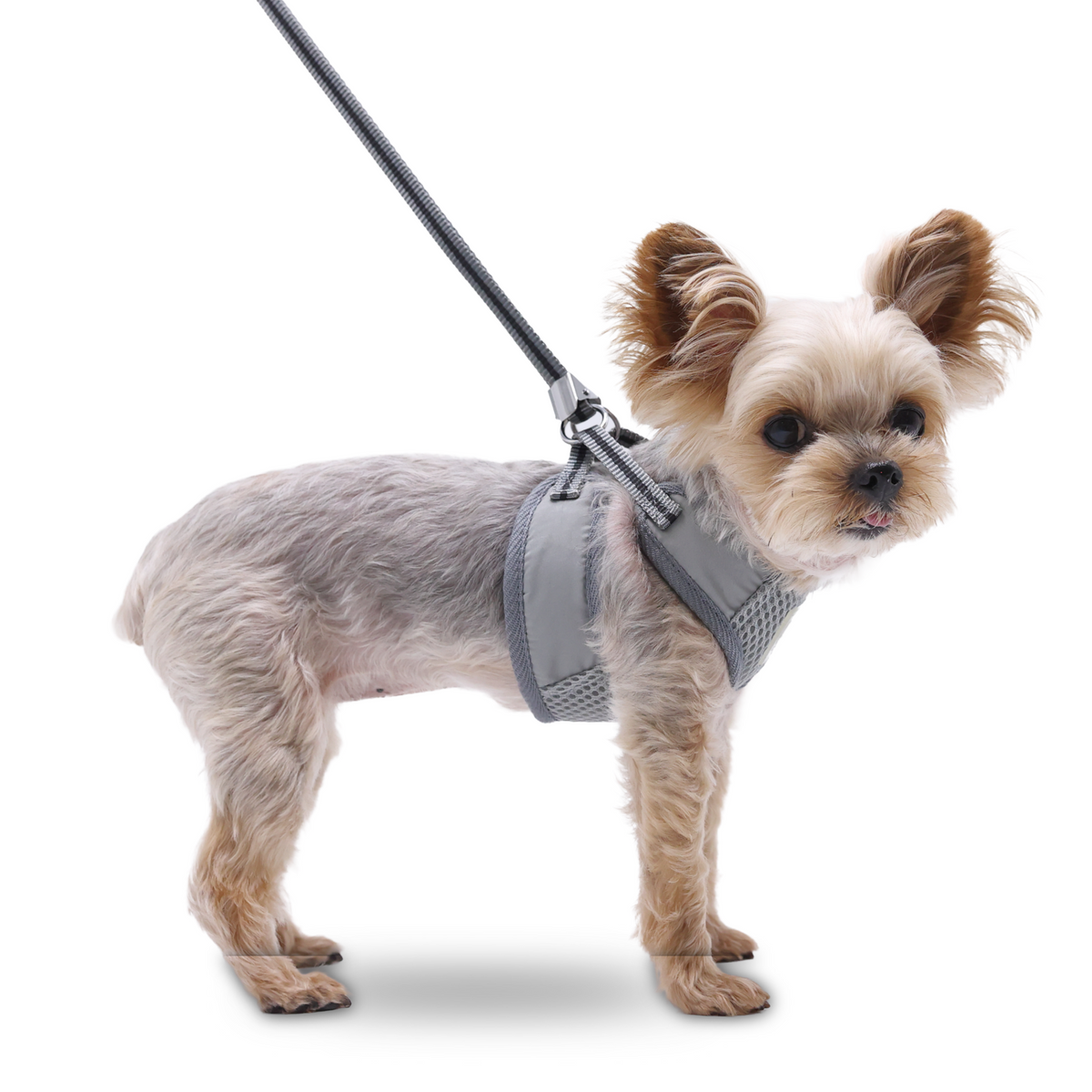 DOGO EasyGO Basic Dog Harness and Leash Set