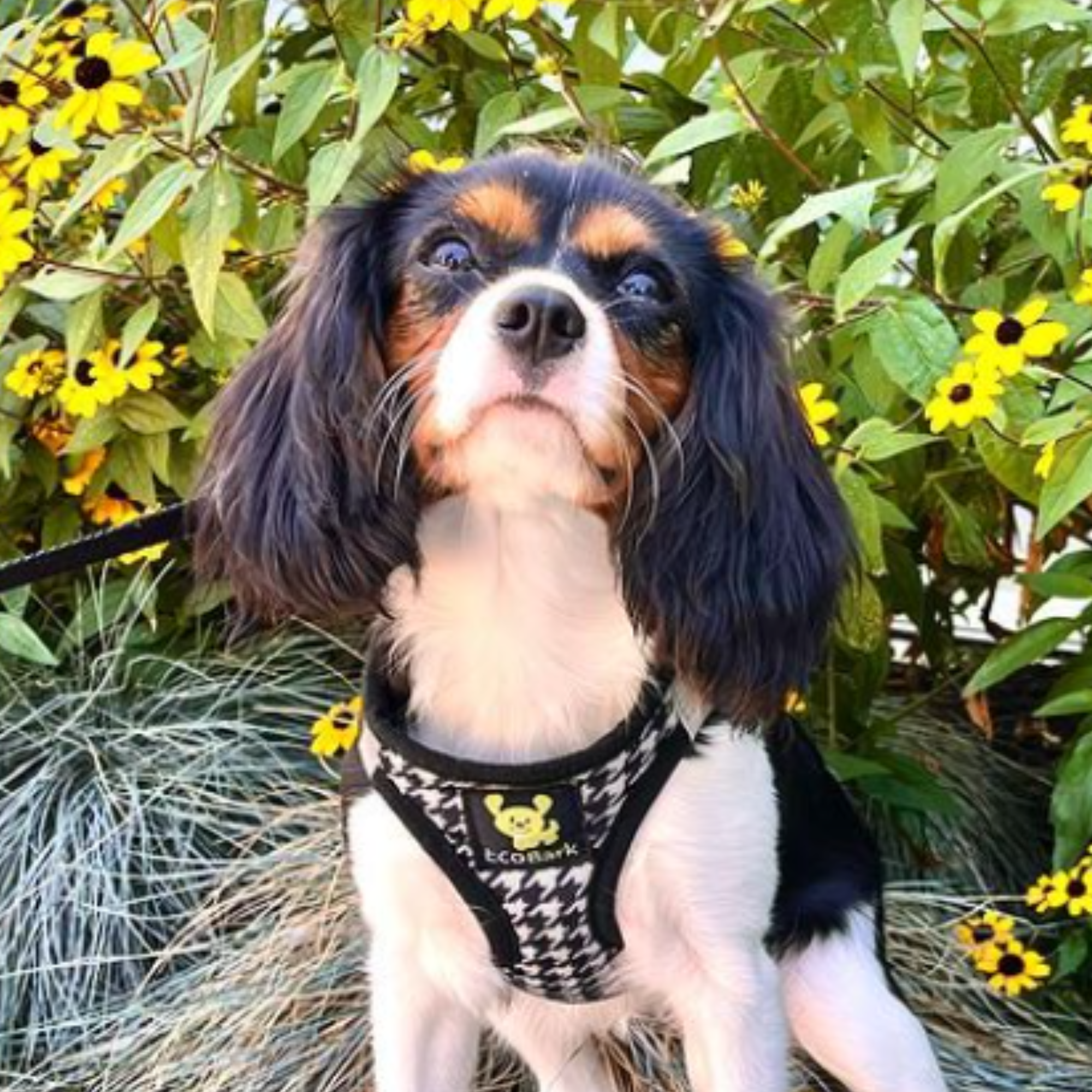 EcoBark Step In Dog Harness - Teacup & Small Breeds- Reflective Soft Mesh Harness for Teacup, Small Dogs and Puppies / Houndstooth