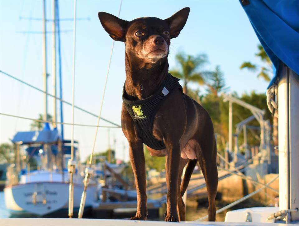 EcoBark – Black Reflective Step-In Dog Harness