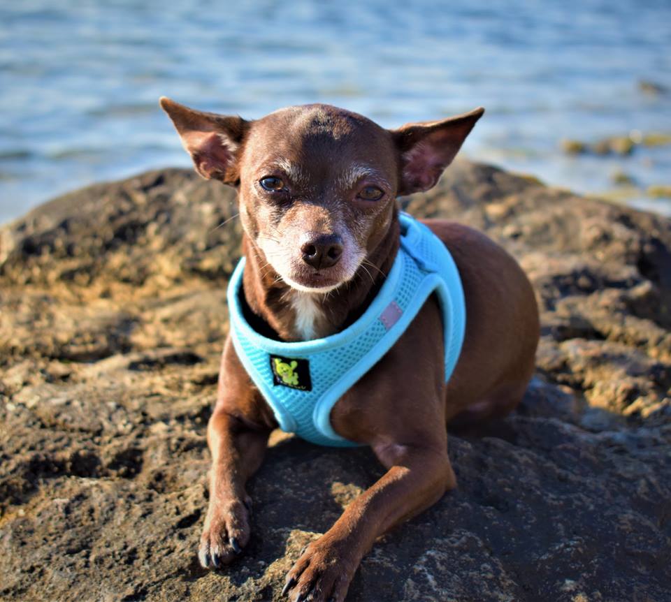 EcoBark Step In Dog Harness - Teacup & Small Breeds- Reflective Soft Mesh Harness for Teacup, Small Dogs and Puppies / Sky Blue