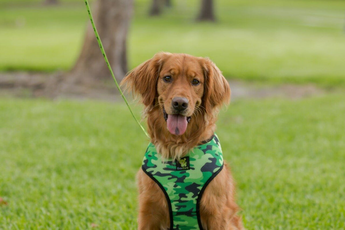 EcoBark – Camo Max Comfort Dog Harness