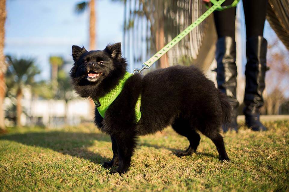 EcoBark – Lime Green Max Comfort Dog Harness