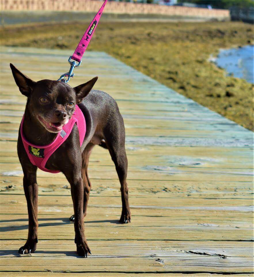 EcoBark Step In Dog Harness - Teacup & Small Breeds- Reflective Soft Mesh Harness for Teacup, Small Dogs and Puppies / Hot Pink