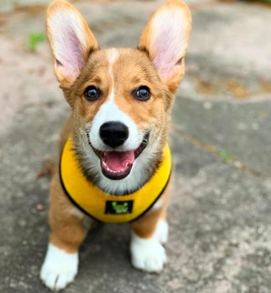 EcoBark Yellow Dog Harness - Over-the-Head Soft Mesh Dog Vest Halter for Small to Medium Dogs and Puppies