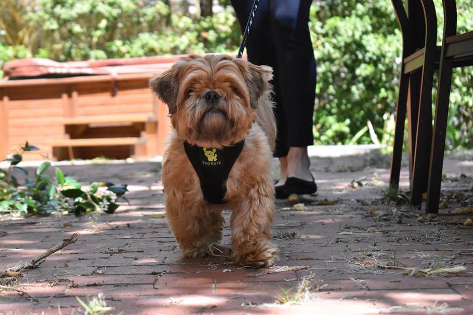EcoBark Black Dog Harness - Over-the-Head Dog Vest Halter Dog for Small to Medium Dogs and Puppies