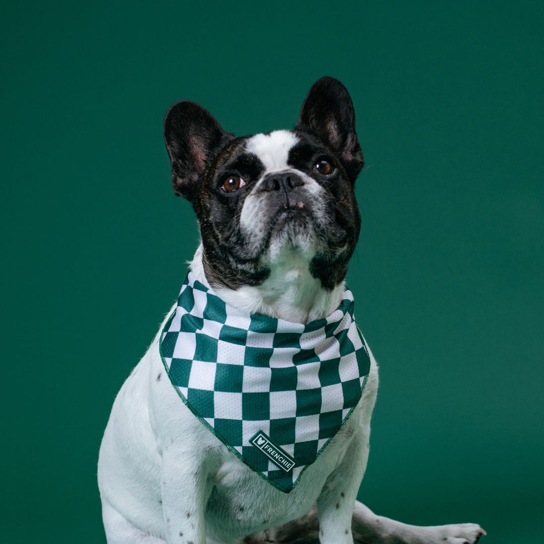 Frenchie Cooling Bandana - Emerald City