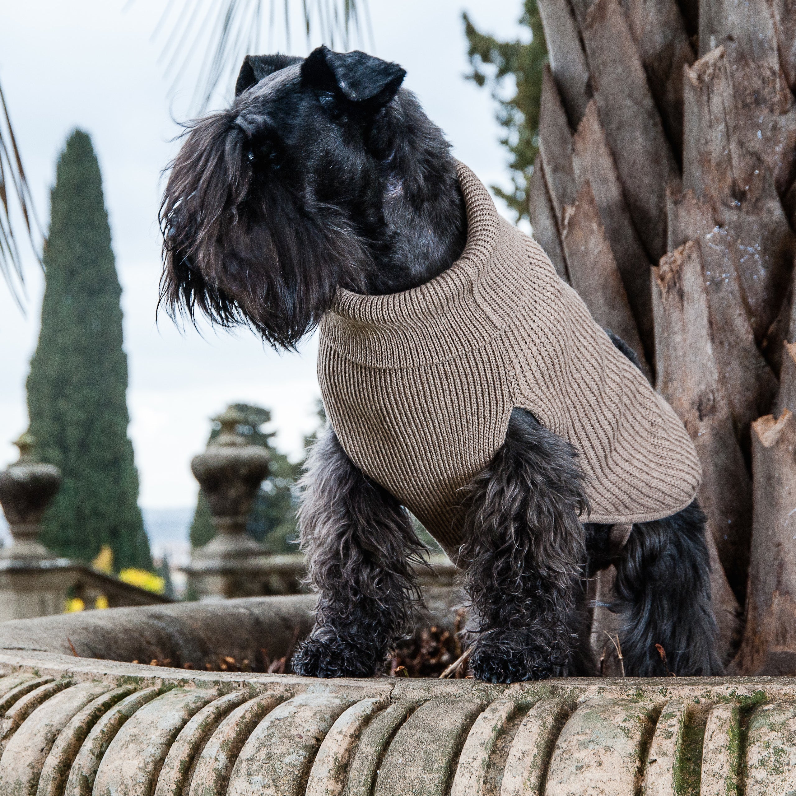 Natural Rib-Cashmere