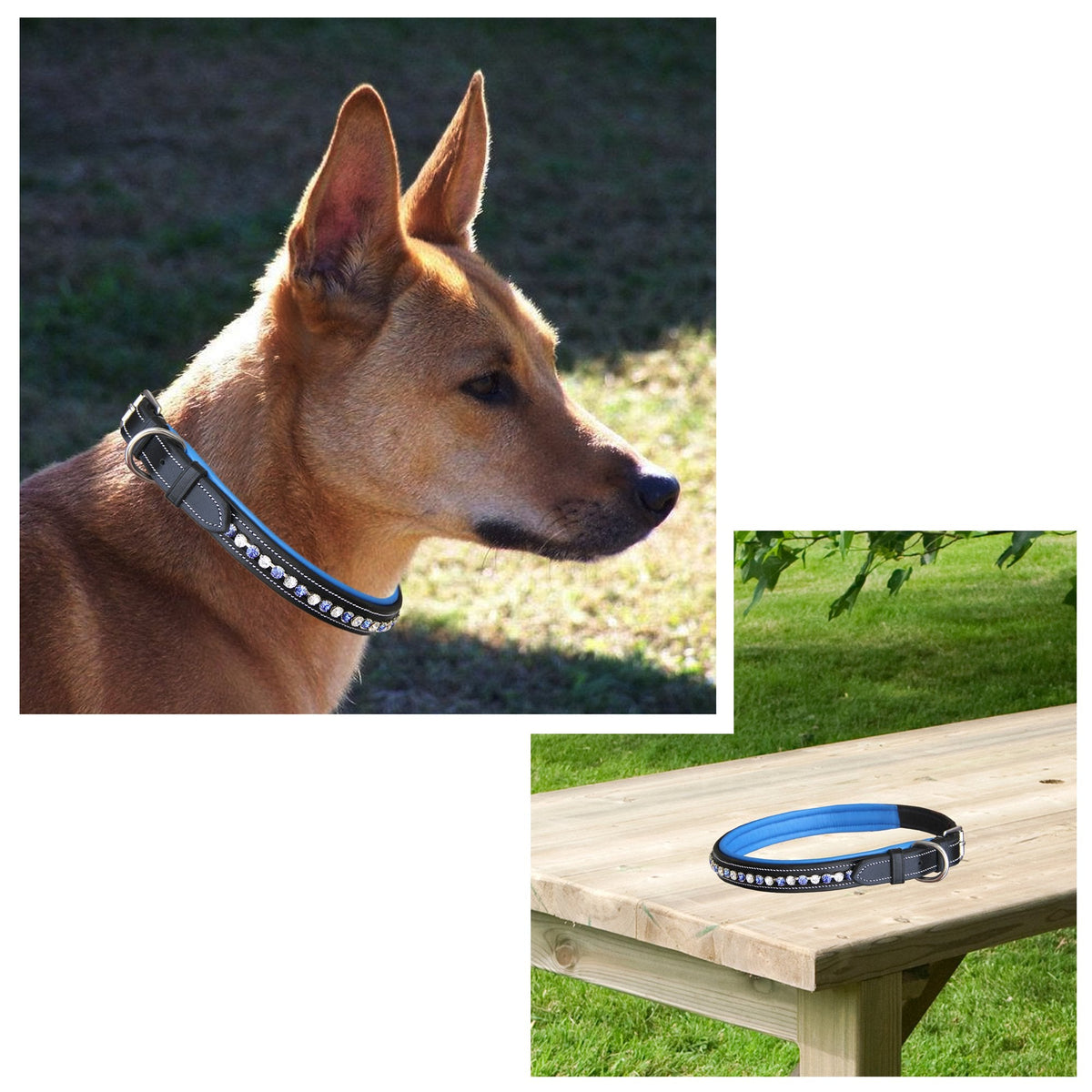 ExionPro White & Blue Bling Dog Collar With Leash