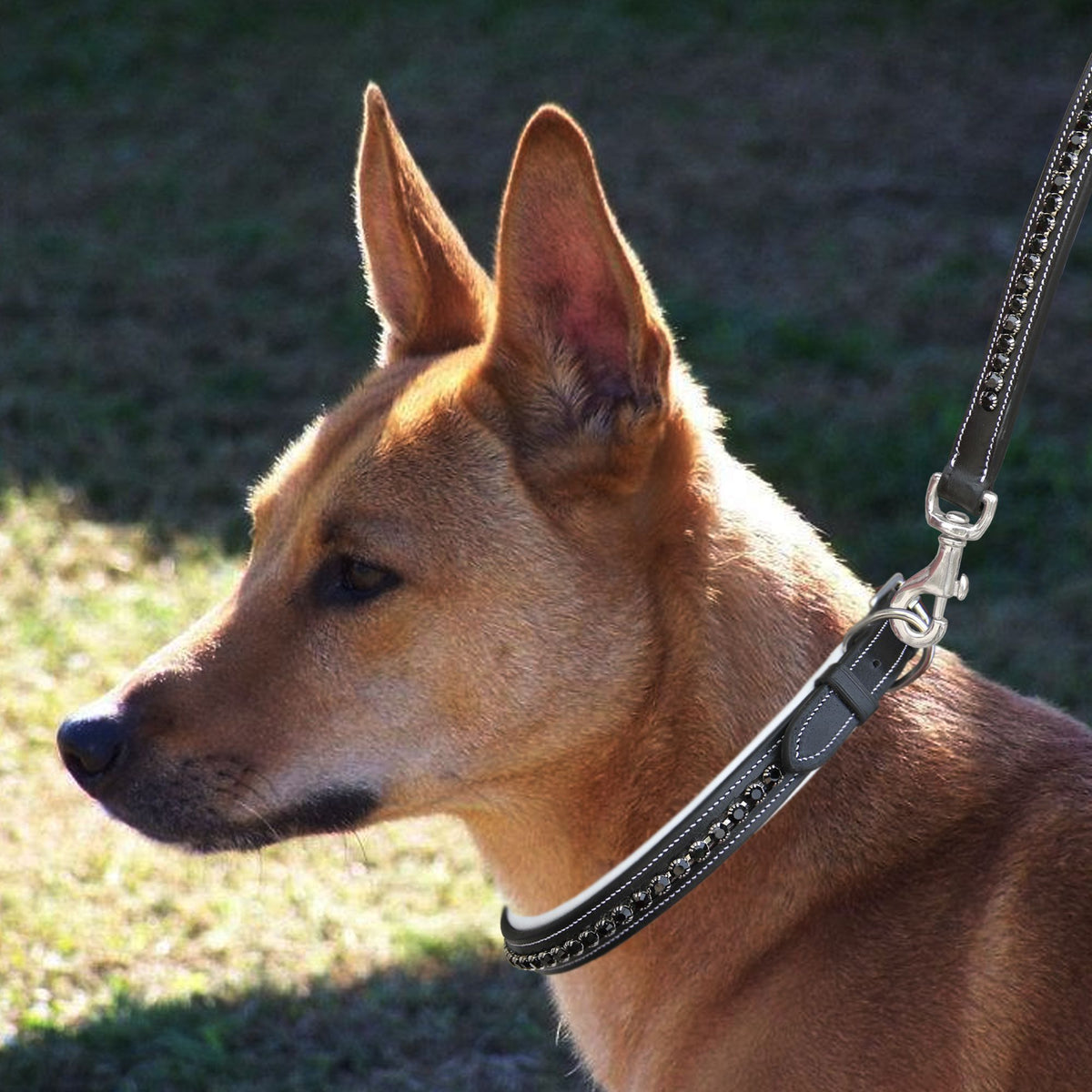 ExionPro Black Bling Dog Leash