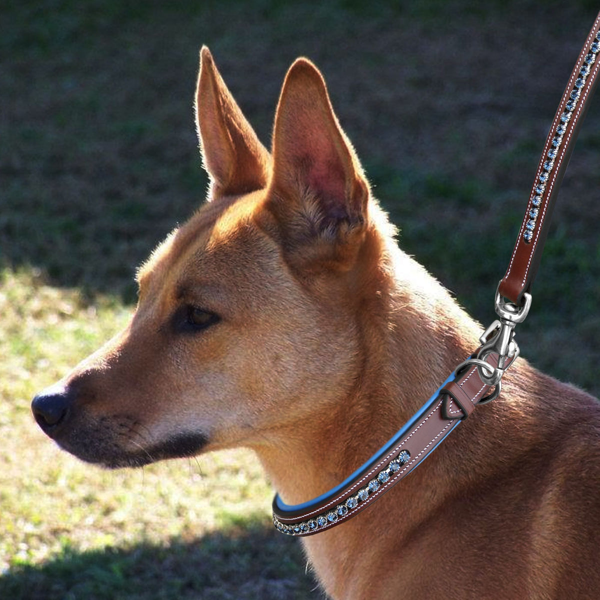 ExionPro Dark Blue Bling Dog Collar