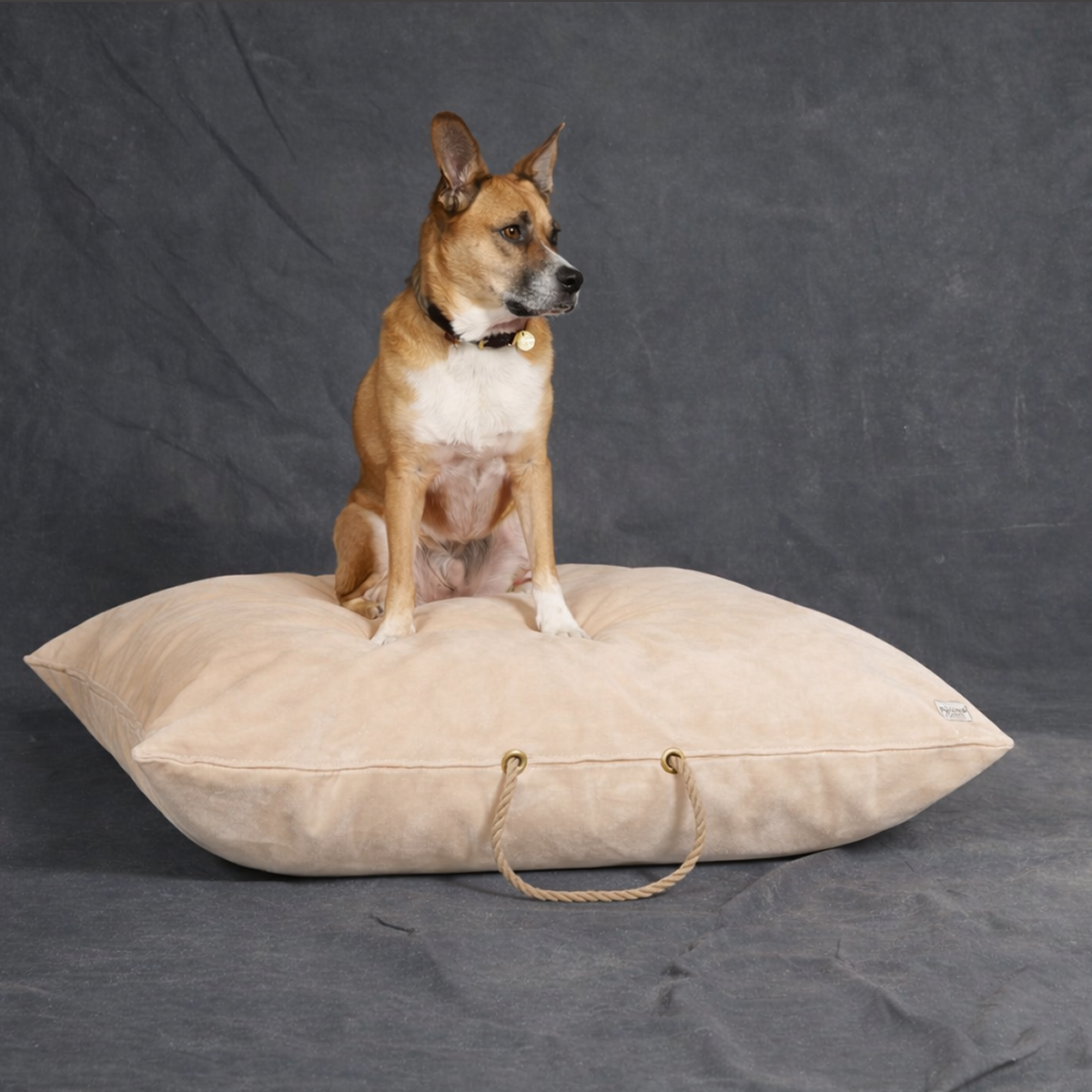 Beige Washable Velvet Dog Bed