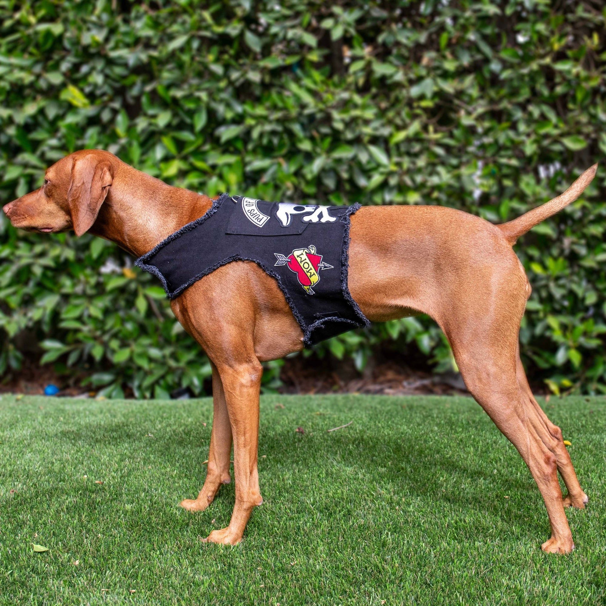Heads or Tails Pup: Pups of Anarchy Denim Dog Harness