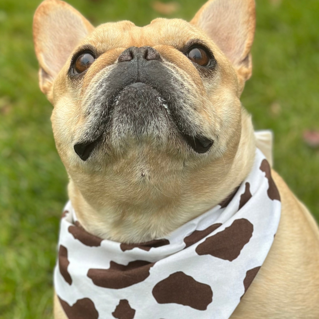 Cow Print Dog Bandana