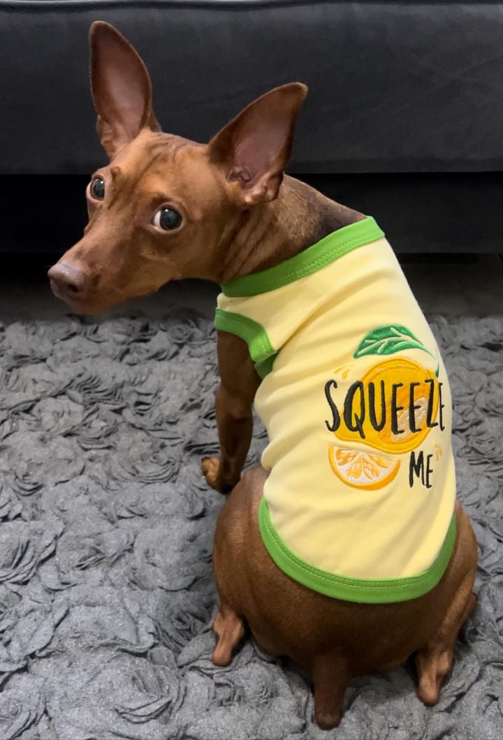Parisian Pet Squeeze Me Dog Shirt  Playful Graphic Pet T-Shirt for Dogs & Cats, Yellow