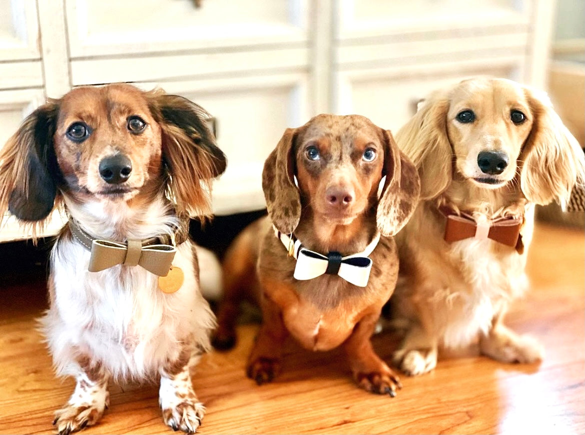 Bow Tie - Bella Rose