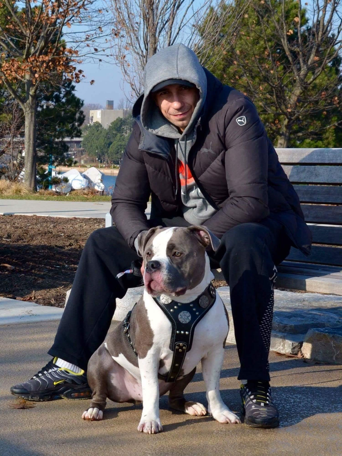 Bestia Maximus Silver Leather Dog Harness