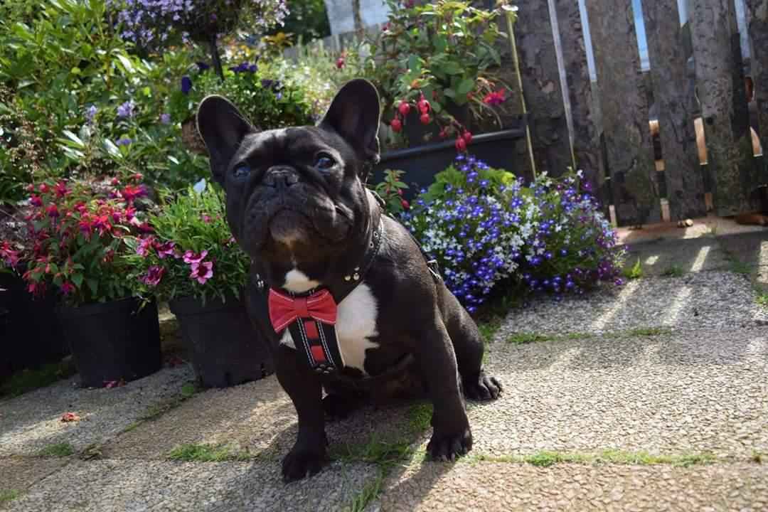Bestia Bowtie Handmade Leather Black Small to Medium Dog Harness