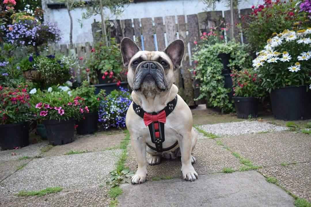 Bestia Bowtie Leather Brown Small to Medium Dog Harness