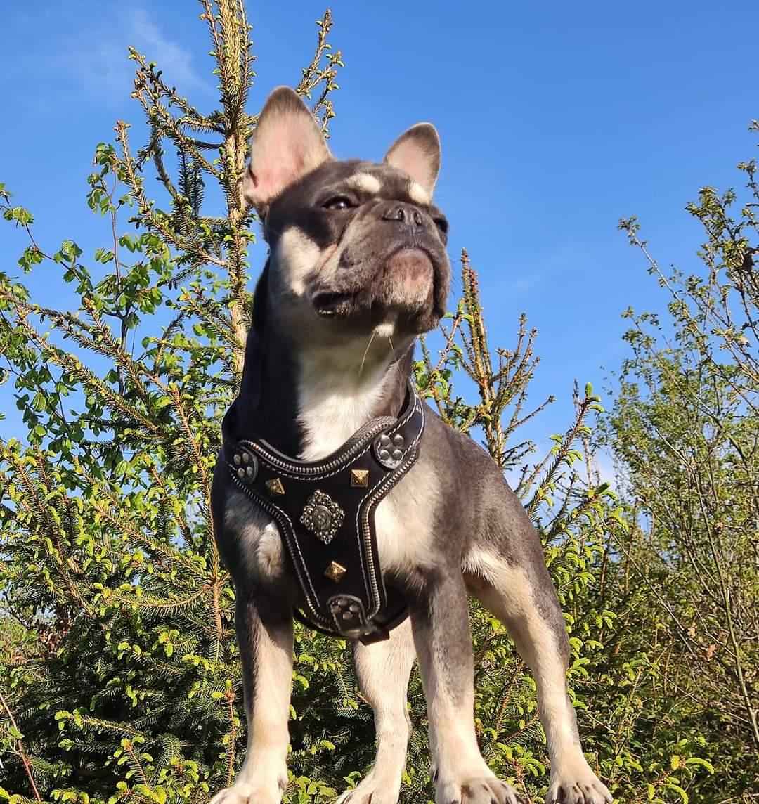 Bestia Aztec Black Leather Small to Medium Dog Harness