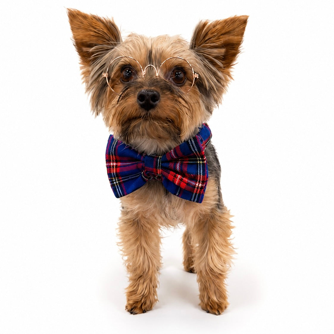 Heads or Tails Pup Bunchie Bow Scrunchie Dog Collar