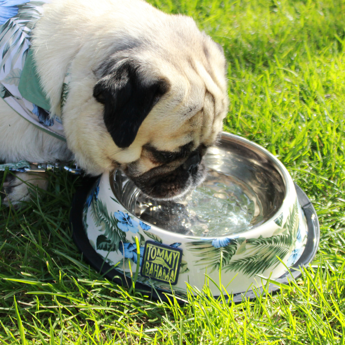 Tommy Bahama Pet - Stainless Steel Bowls