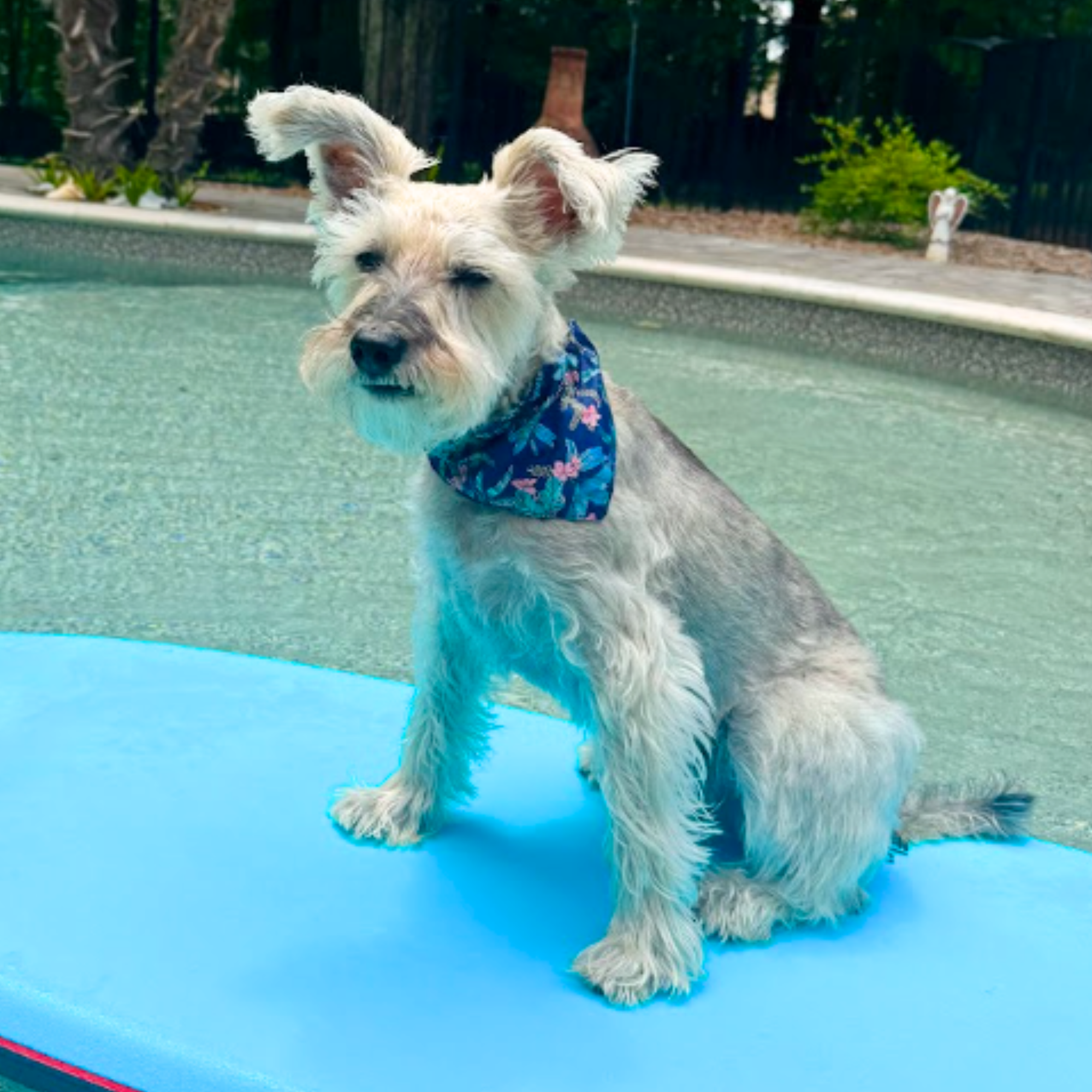 Tommy Bahama Pet - Bandana