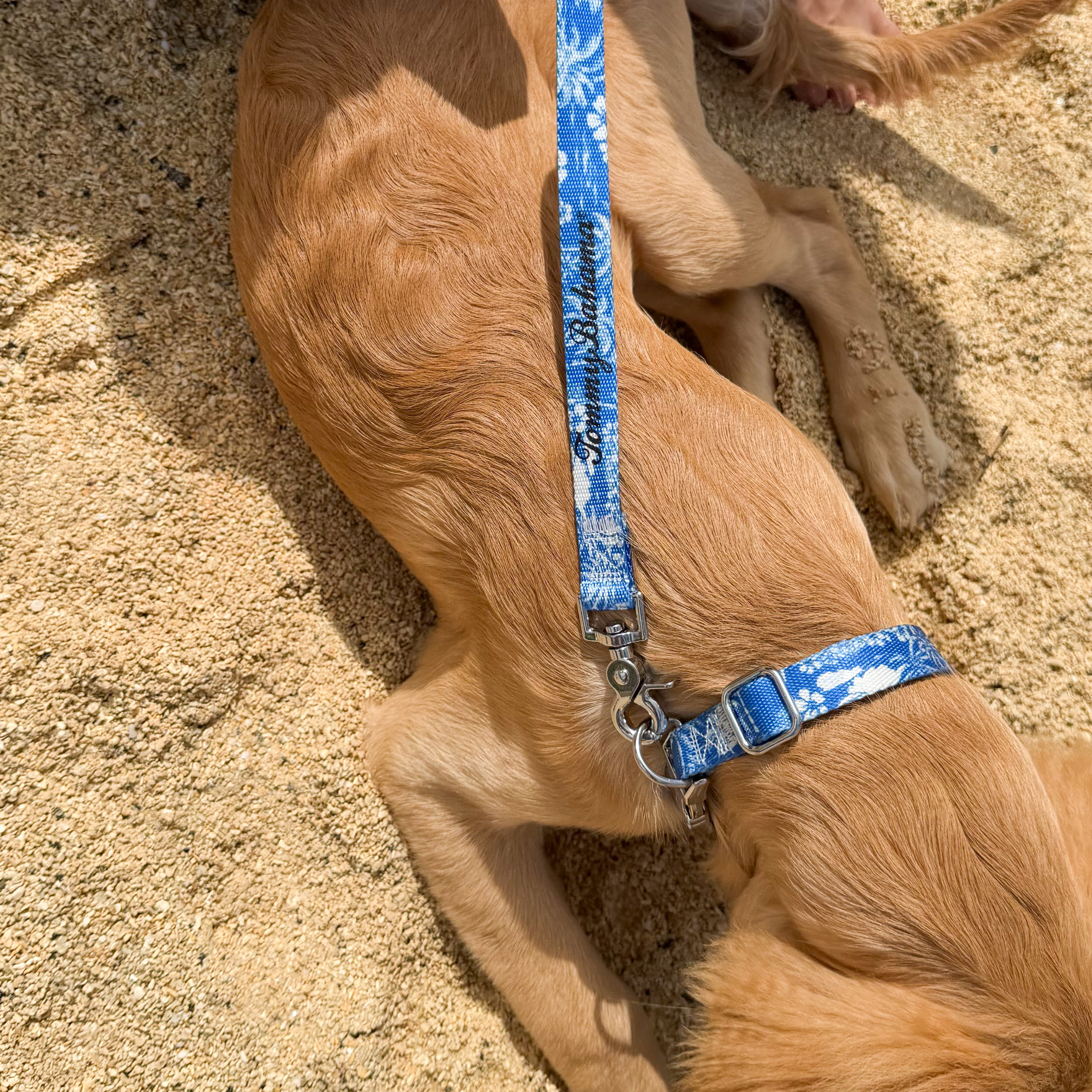 Tommy Bahama Pet - Collar & Leash Set