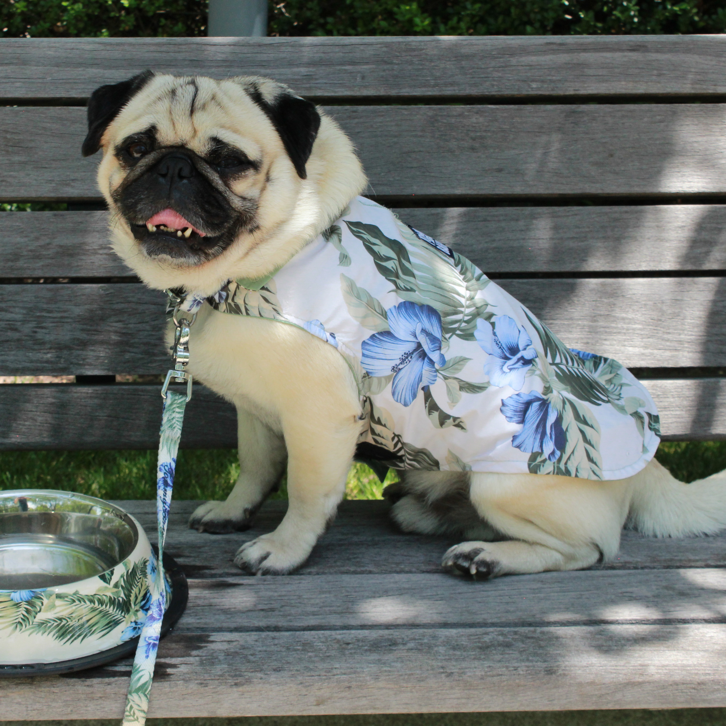Tommy Bahama Pet - Frandy