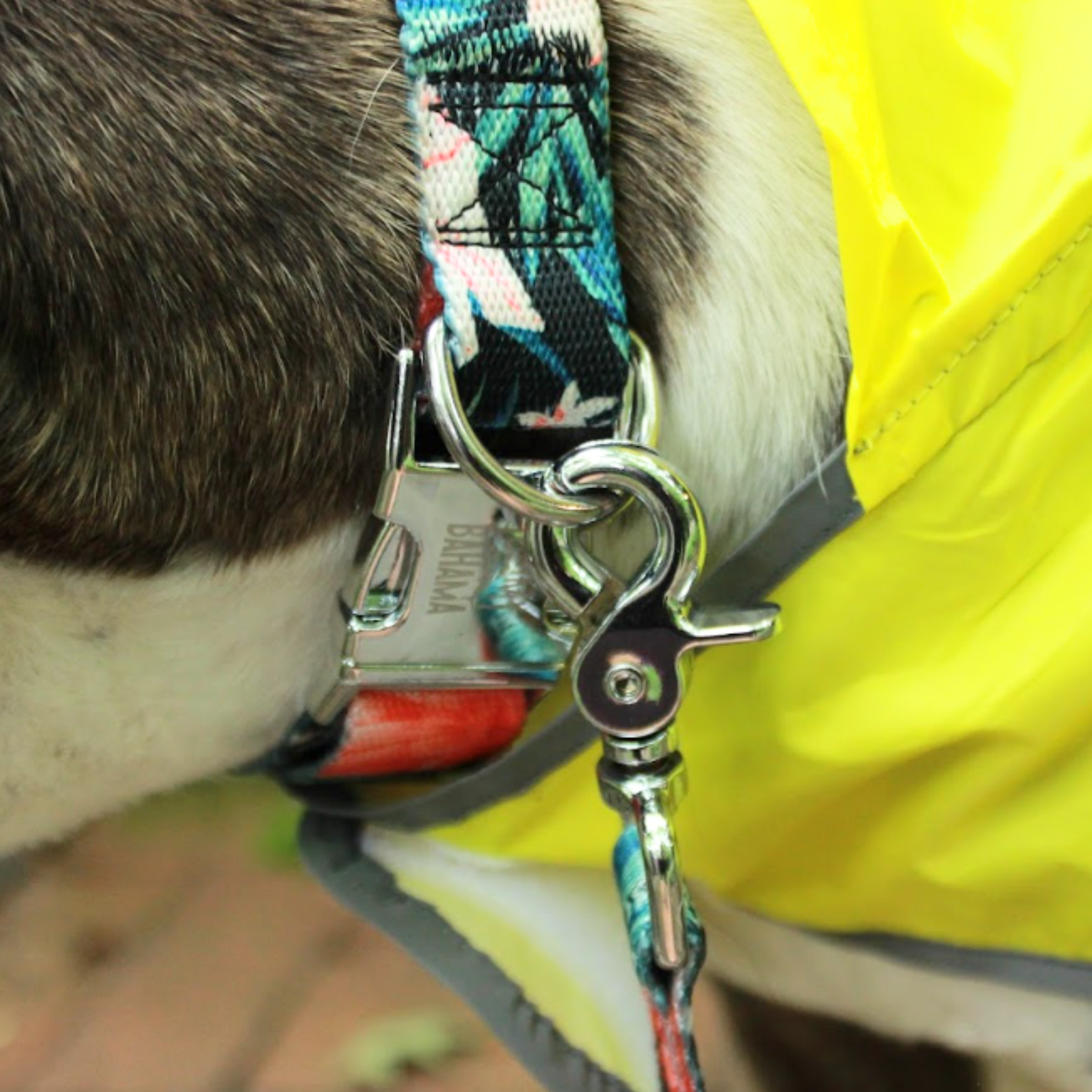 Tommy Bahama Pet - Collar & Leash Set